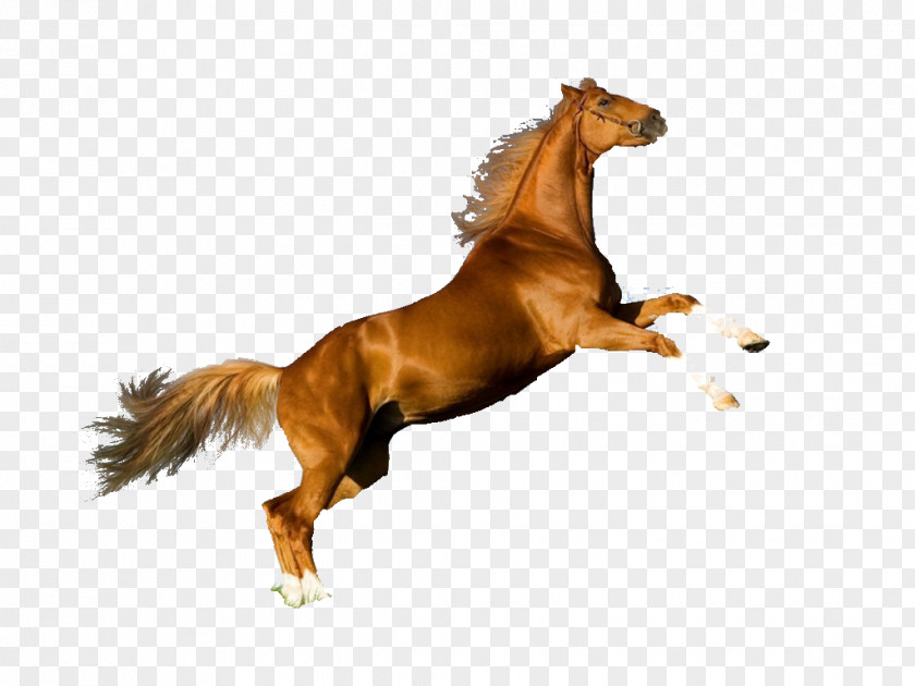 Mustang Arabian Horse Andalusian Akhal-Teke Stallion PNG