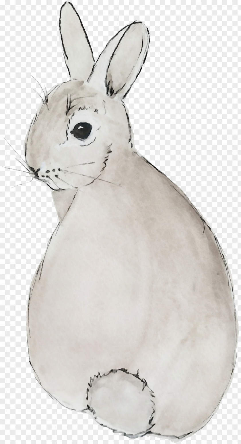 Snout Arctic Hare Rabbit Mountain Cottontail Domestic Rabbits And Hares White PNG