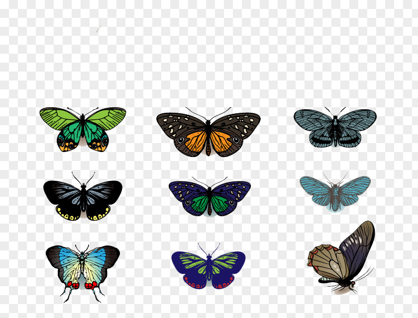 Butterfly Vector Drawing Clip Art PNG