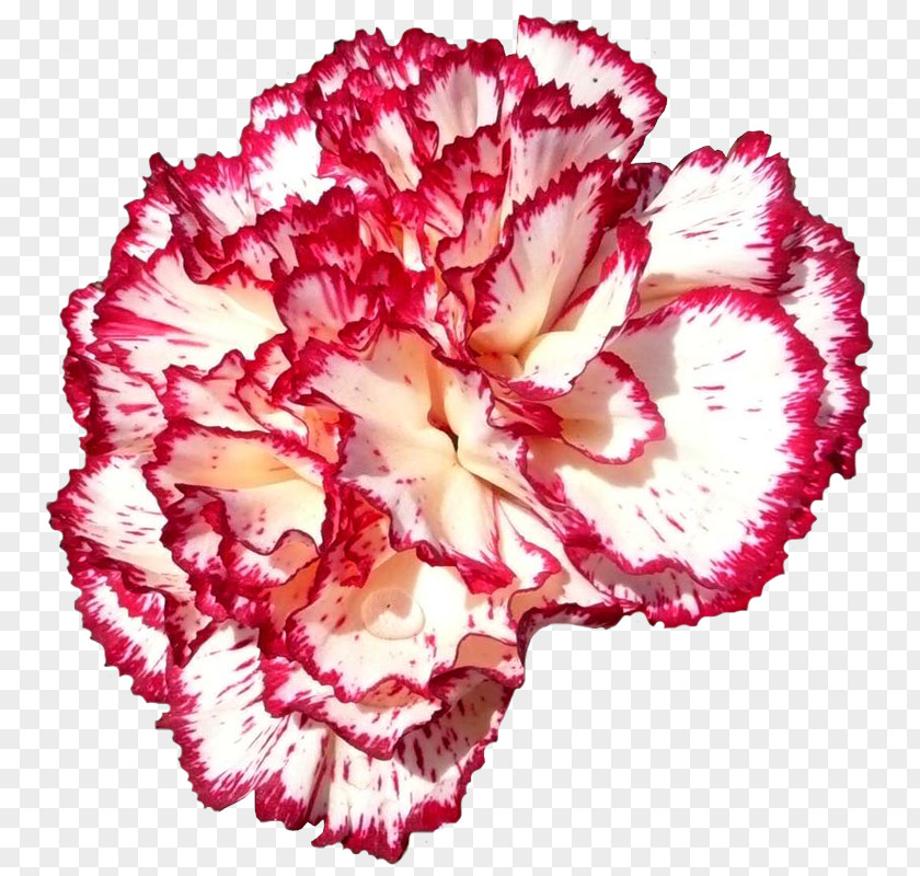 Flower National Symbols Of Slovenia Floral Emblem Carnation PNG