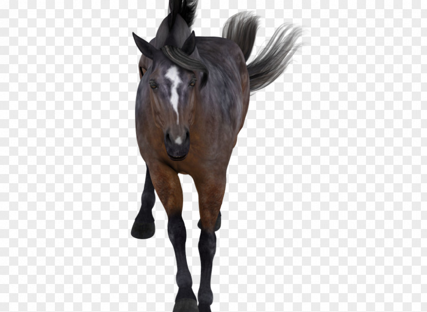 Mustang Mane Rein Stallion Pony PNG