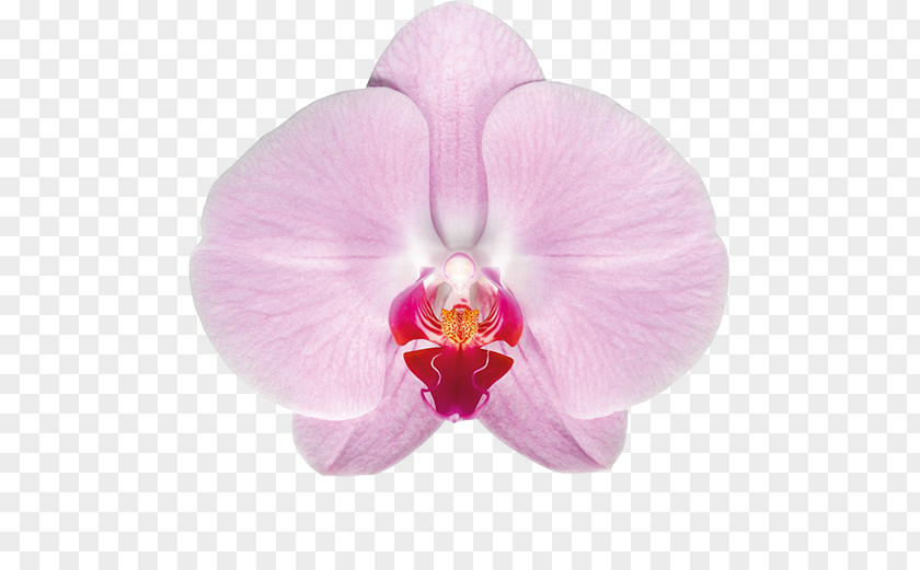 Plant Moth Orchids Vanda Tricolor Cattleya PNG