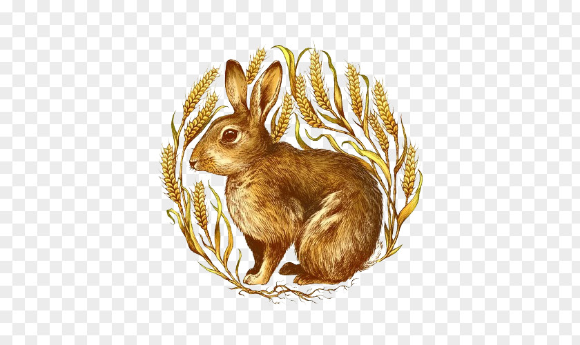 Rabbit Domestic Hare Illustrator PNG