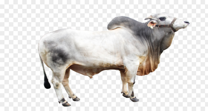 Sheep Zebu Ongole Cattle Beef Artificial Insemination Centers Lembang Limousin PNG
