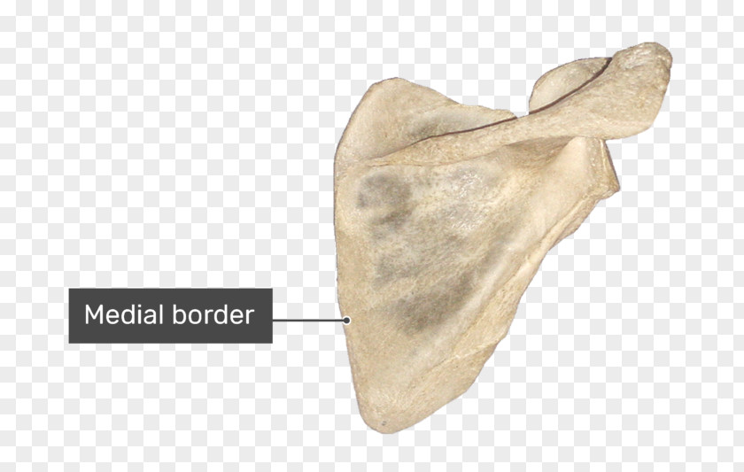 Spine Of Scapula Anatomy Bone Infraglenoid Tubercle PNG