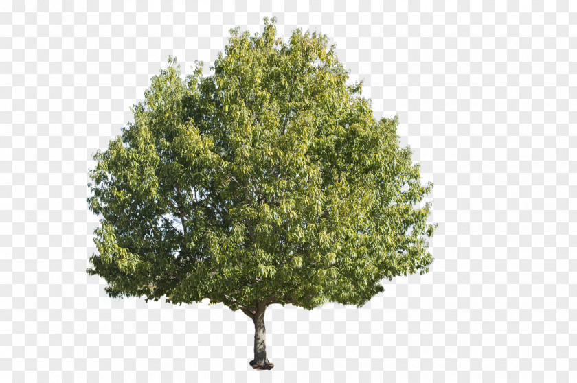 Tree Askur Fraxinus Americana Pennsylvanica Plant PNG