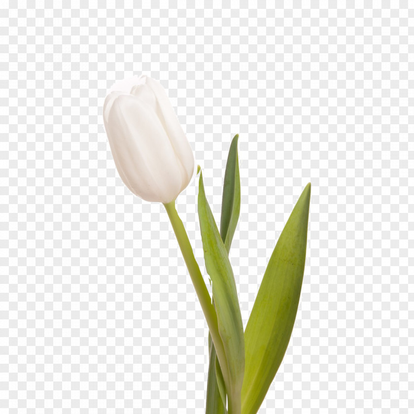 Tulip Indira Gandhi Memorial Garden Flower Bouquet White PNG