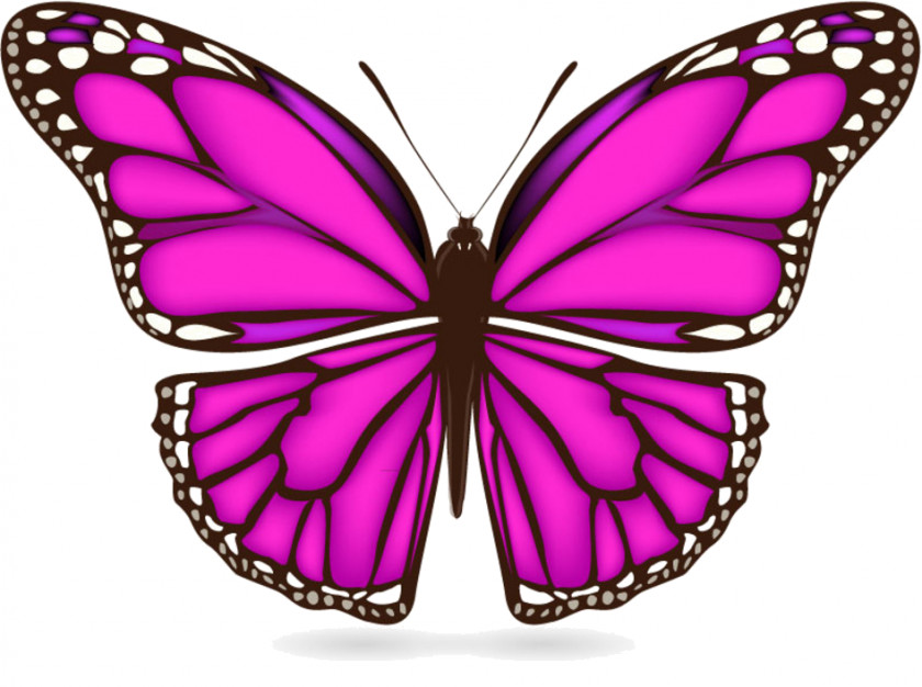 Ve Butterfly Vector Graphics Clip Art Cartoon Drawing PNG