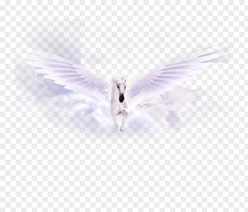 White Pegasus Material Purple Sky Beak Wallpaper PNG