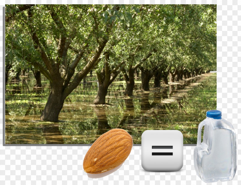 Almond California Tree Irrigation Water PNG