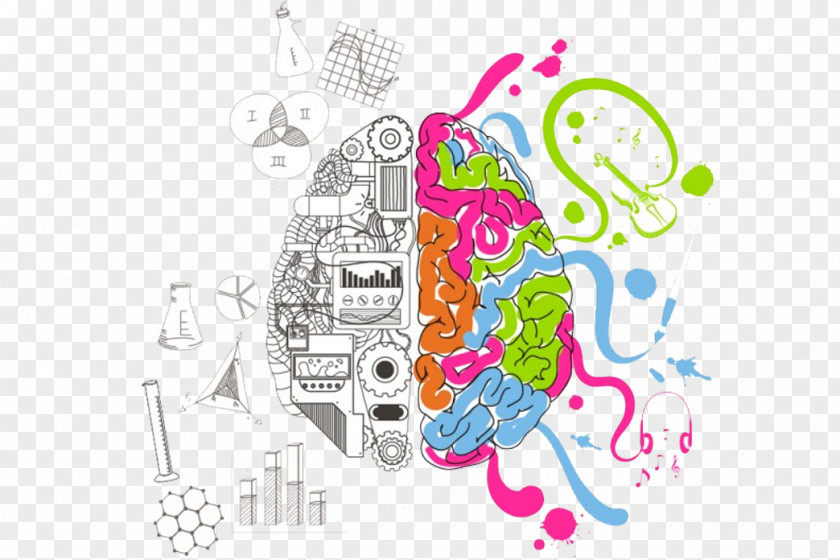 Brain Cerebral Hemisphere Drawing Sketch PNG