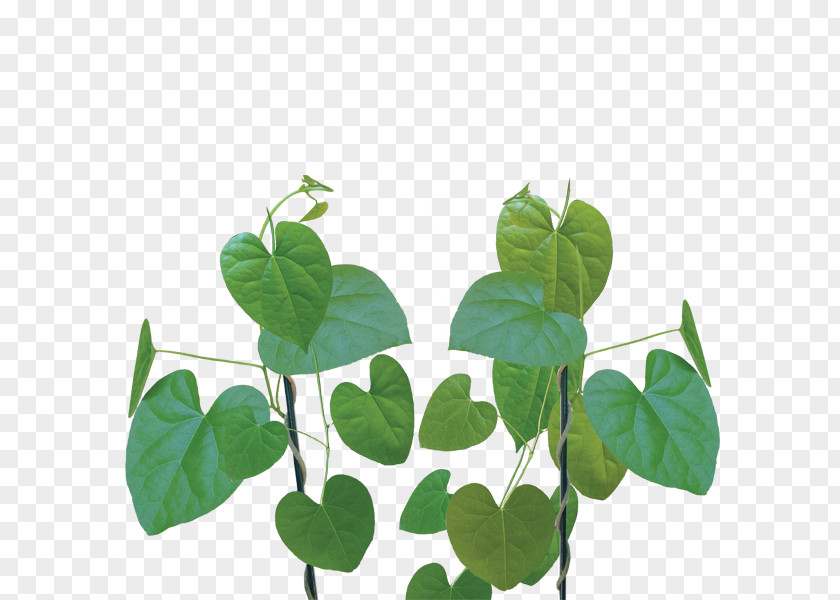 Health Heart-leaved Moonseed Dietary Supplement Plant Herb PNG