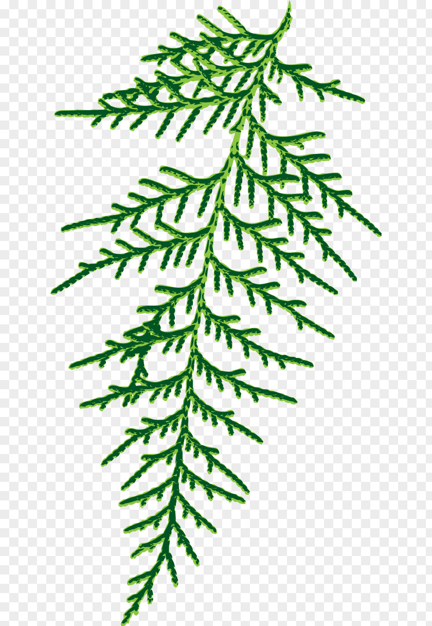 Spruce Plant Stem Leaf Twig Line PNG