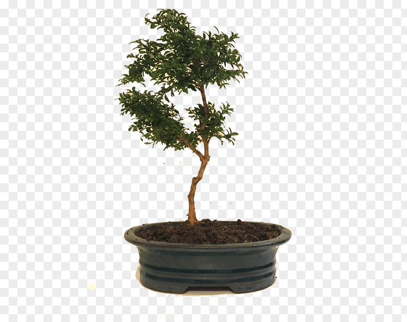 Tree Chinese Sweet Plum Flowerpot Bonsai Red Maple PNG