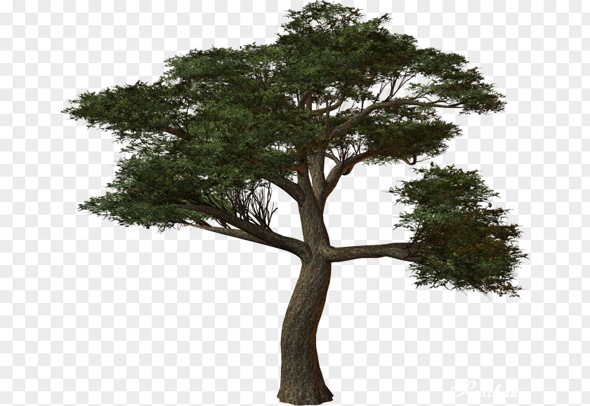 Tree Oak Treelet Image PNG