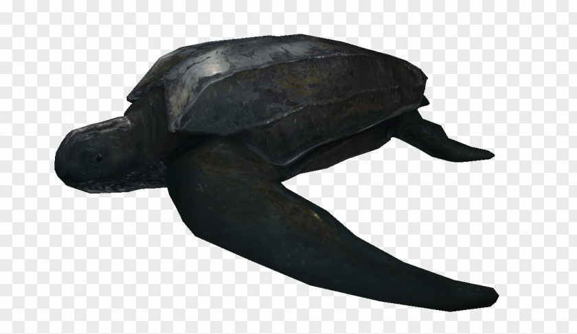 Turtle Leatherback Sea Dermochelyidae Tortoise Canadian Network PNG