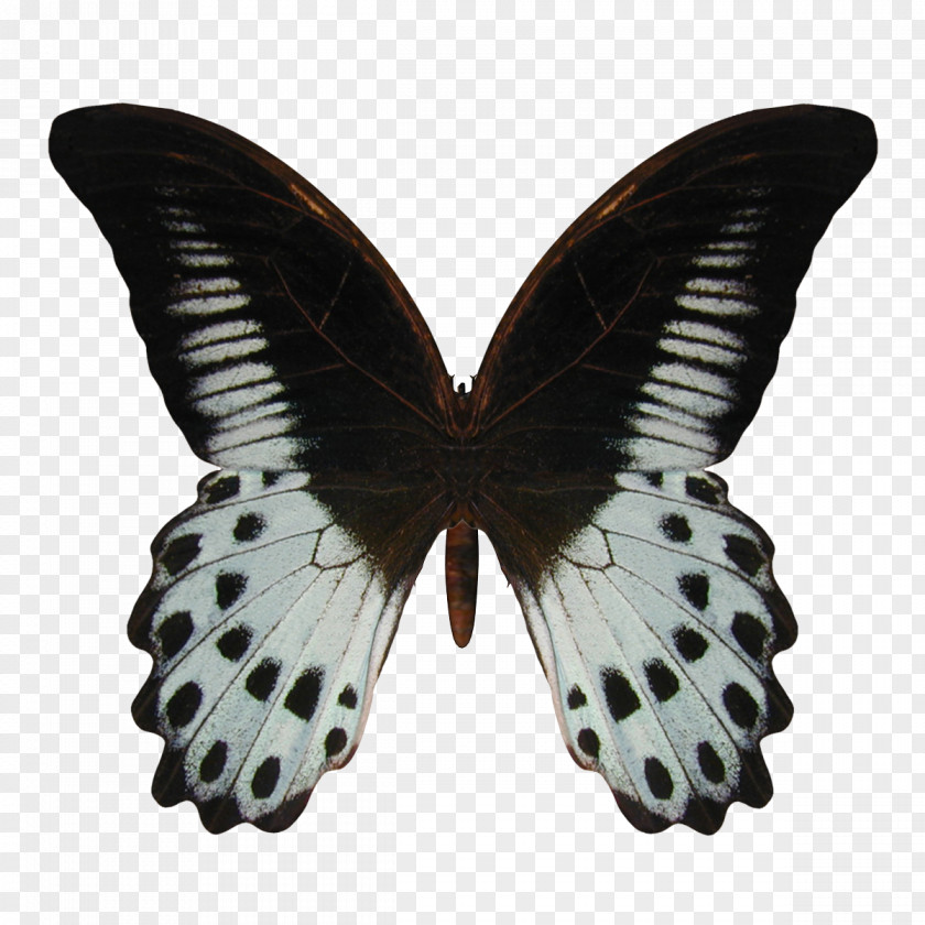 Vlinder Pattern Old World Swallowtail Butterfly Stock Photography Illustration Image PNG