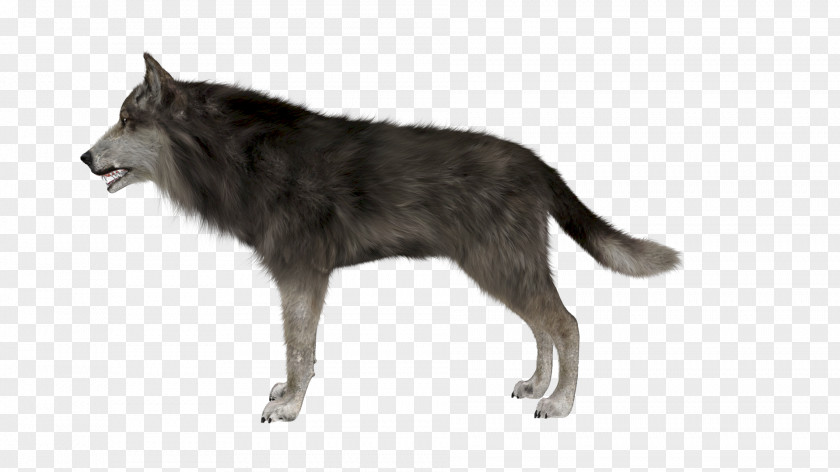 Wolf Irish Wolfhound Arctic Eastern Animal PNG