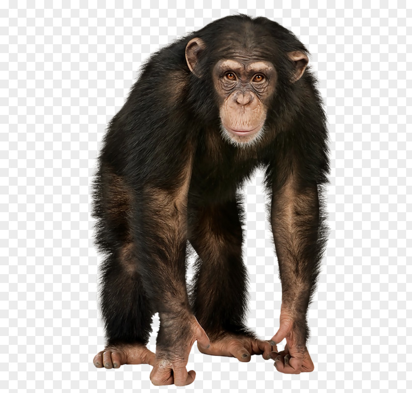 Chimpanzee 4 Pics 1 Word La Paradoja Del Chimpance / The Chimp Paradox: El Programa De Gestion Mental Que Te Garantiza Exito, Confianza Y Felicidad Deseas Simple First Sounds Noisy Zoo PNG