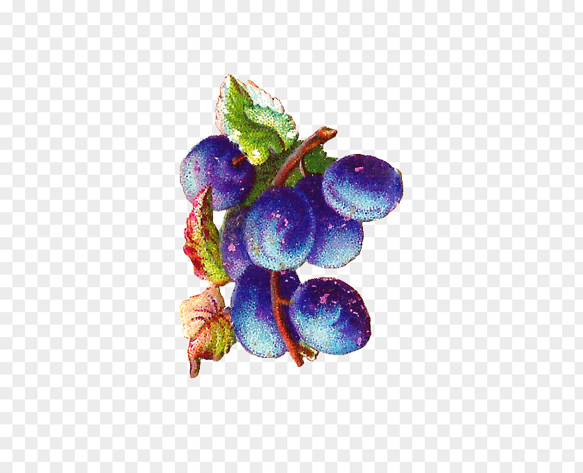 Plum Branch Grape Bilberry Violet PNG