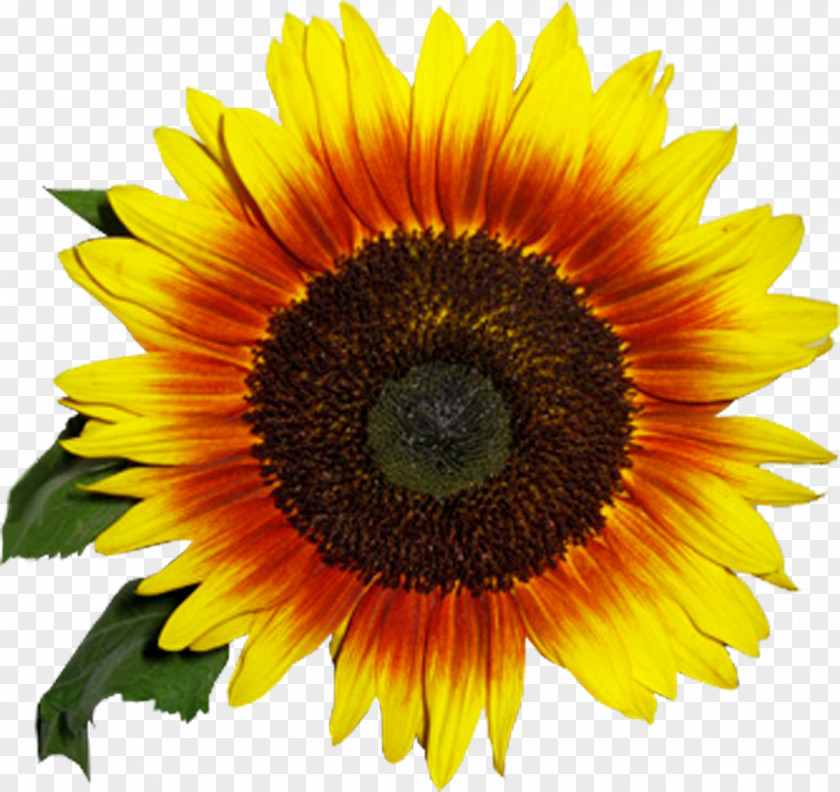 Sunflower Oil Common Seed Daisy Family Clip Art PNG
