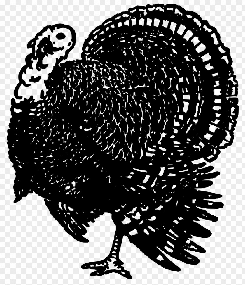 Turkish Art Rooster Chicken Clip PNG