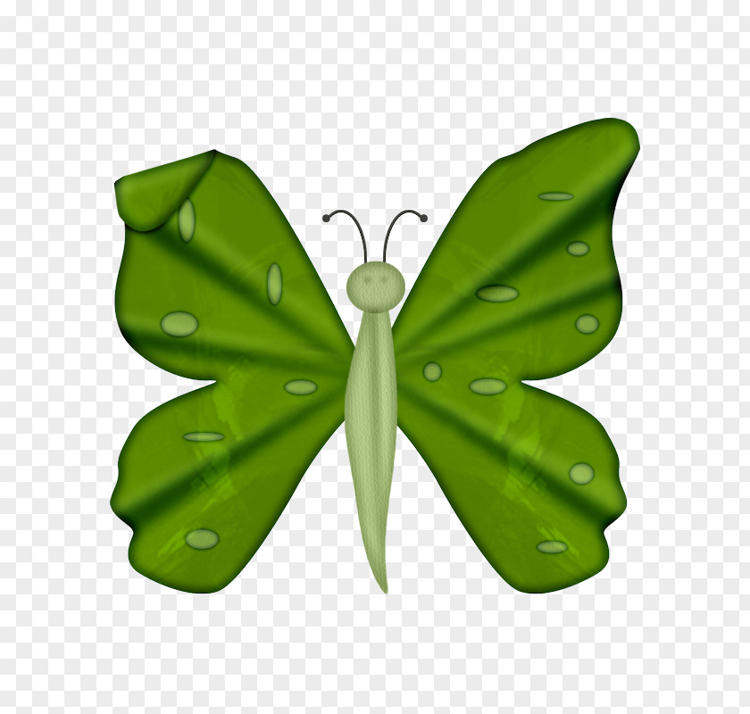 Butterfly Nymphalidae Moth Pieridae Drawing PNG