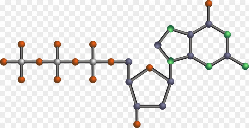 DNA Nucleic Acid Adenine Biomolecule Nucleotide PNG