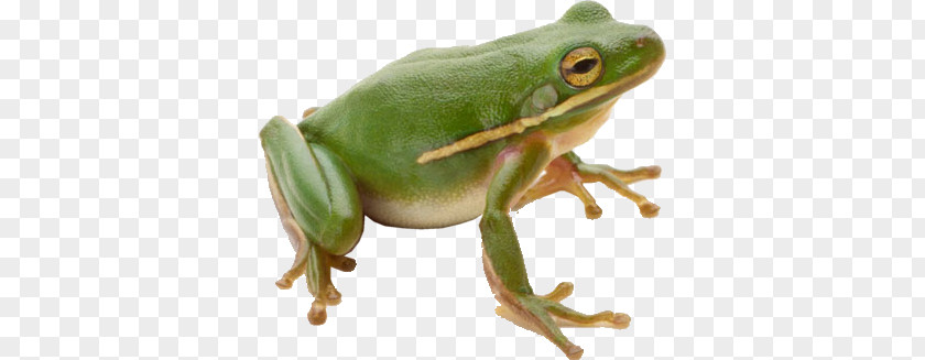 Frog PNG clipart PNG