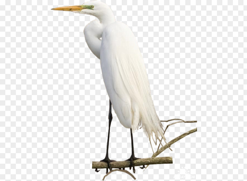 Great Egret Crane White Stork Bird Ibis PNG