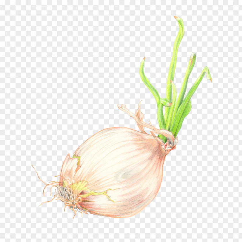 Pearl Onion Food Plants Background PNG