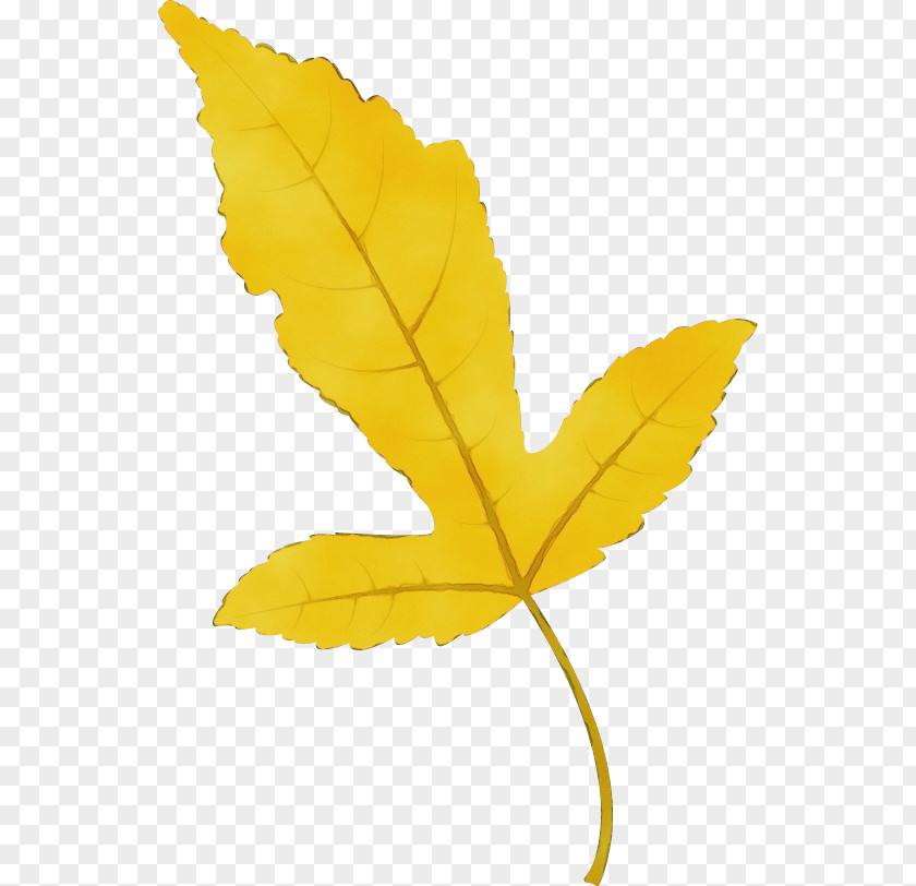 Plant Stem Leaf Flower Petal Maple / M PNG