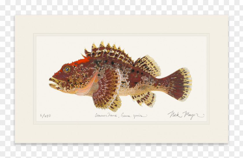Scorpion Painted Fauna Fish PNG