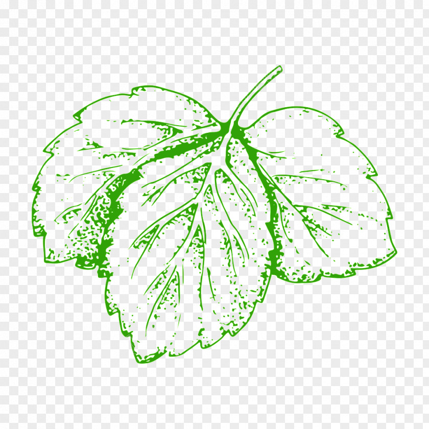 Vegetable Illustration Image Leaf PNG