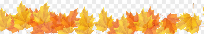 Yellow Autumn Maple Leaf Border PNG