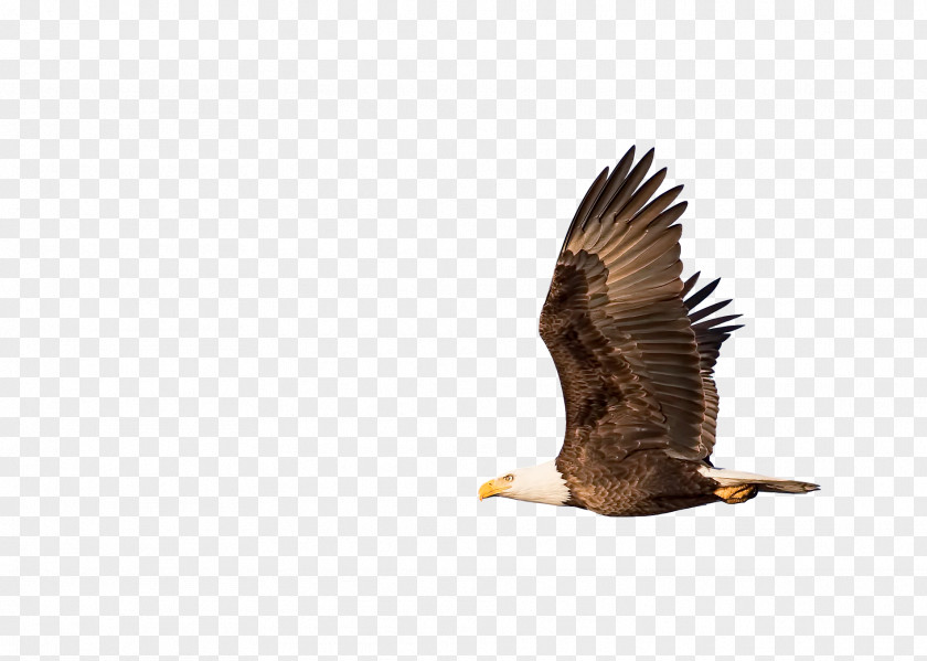 Bald Eagle Rabbi Rosh Hashanah Hawk Vulture PNG