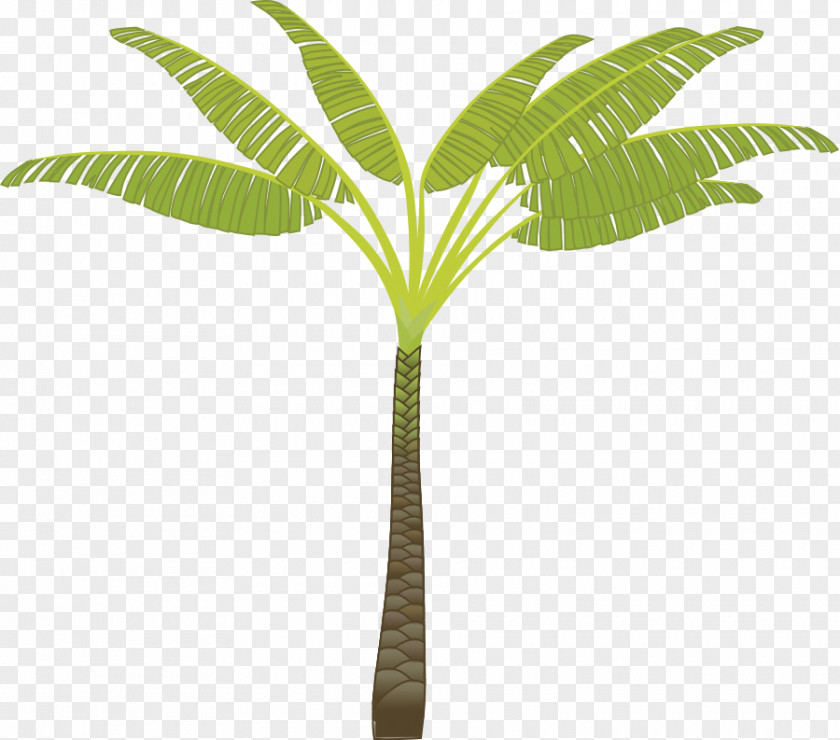 Free Vector Trees Arecaceae Tree Coconut Clip Art PNG