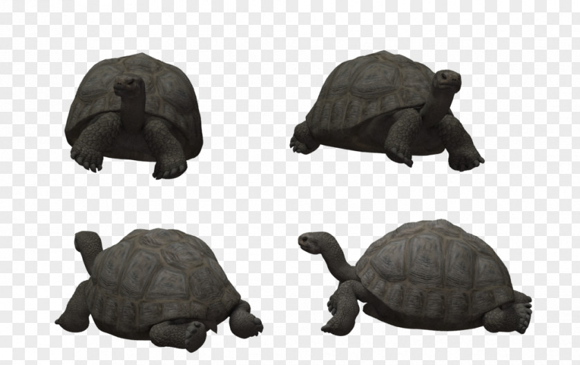 Tortoide Tortoise Reptile Turtle Animal 3D Modeling PNG