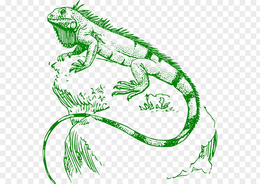 Cartoon Iguana Pictures Lizard Green Reptile Chameleons Tattoo PNG