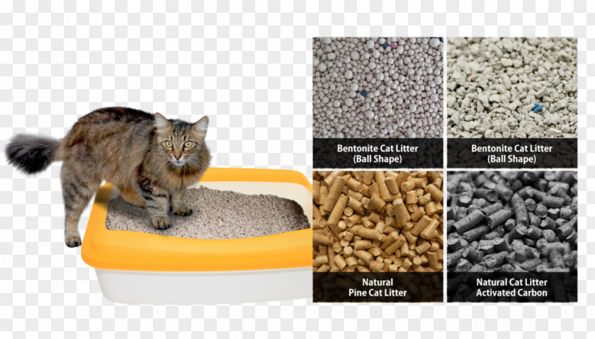 Cat Whiskers Litter Trays Pet Fur PNG