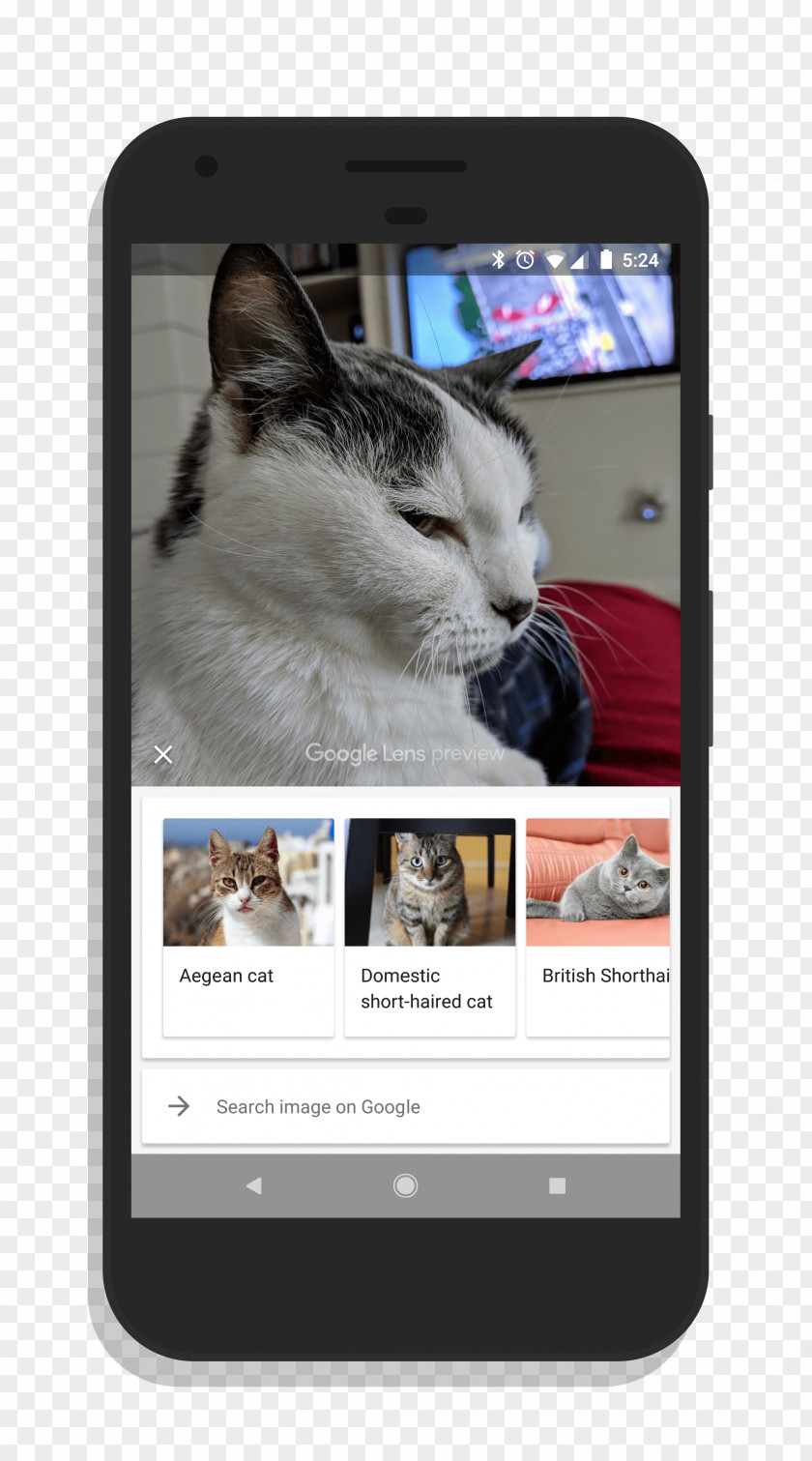 Domestic Short-haired Cat Smartphone Google Lens Camera Pixel PNG