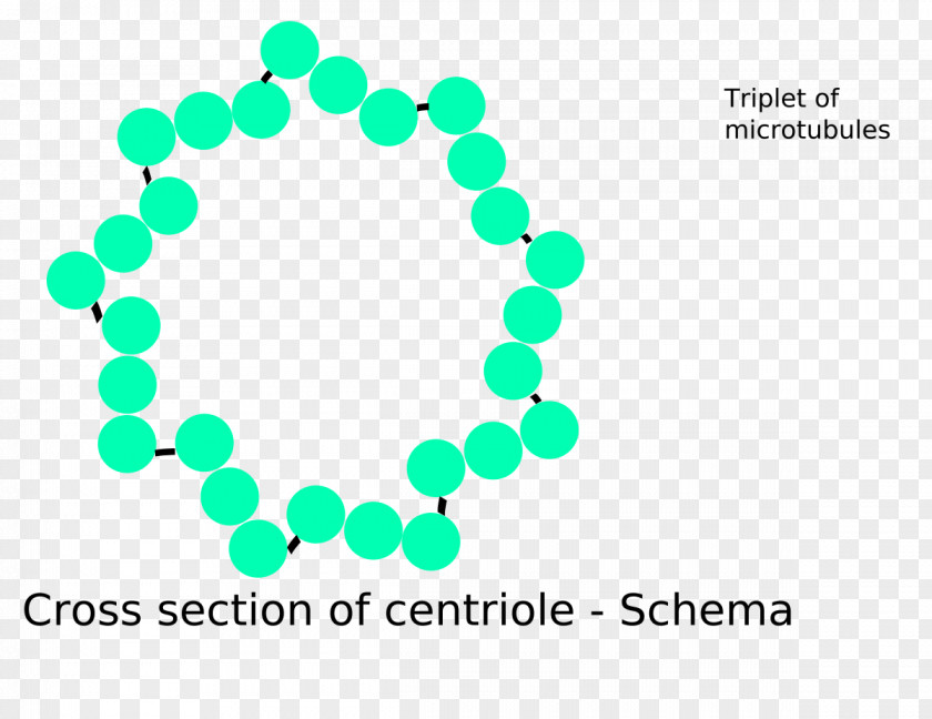 Microtubule Centriole Cell Centrosome Organelle PNG
