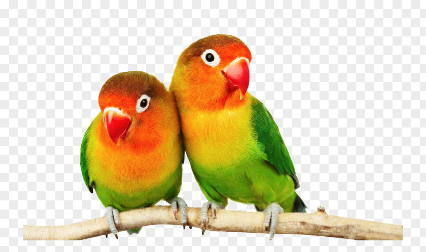 Parrot Fischers Lovebird Cockatoo Budgerigar Cockatiel PNG