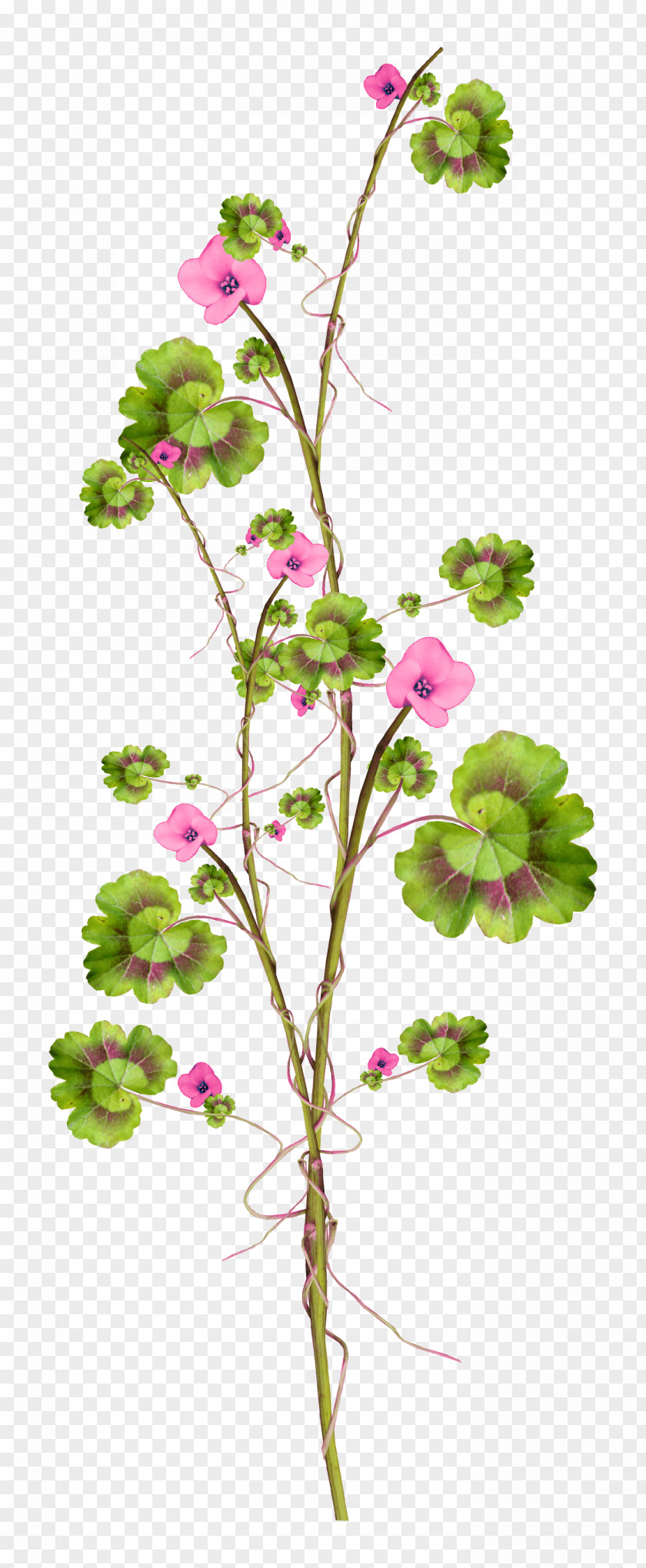 Perennial Plant Pedicel Rose Flower Drawing PNG