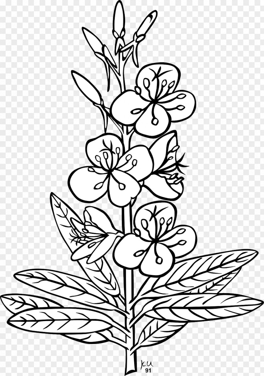 Plants Clip Art Vector Graphics Chamaenerion Angustifolium PNG