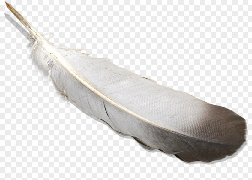 A Gray Quill Pen Bird Feather Paper PNG