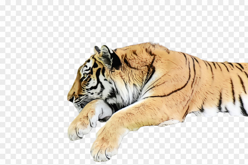 Big Cats Terrestrial Animal Tiger Wildlife Bengal Siberian PNG