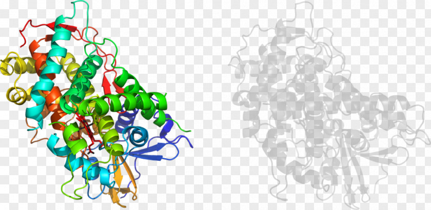 Cytochrome P450 Reductase Illustration Graphic Design Tree Product Graphics PNG