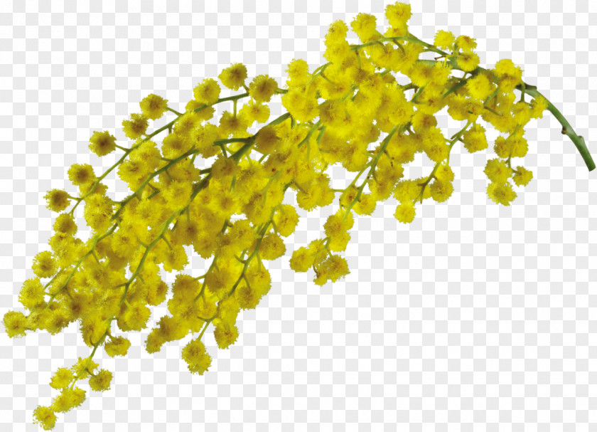 Mimosa Flower Clip Art PNG