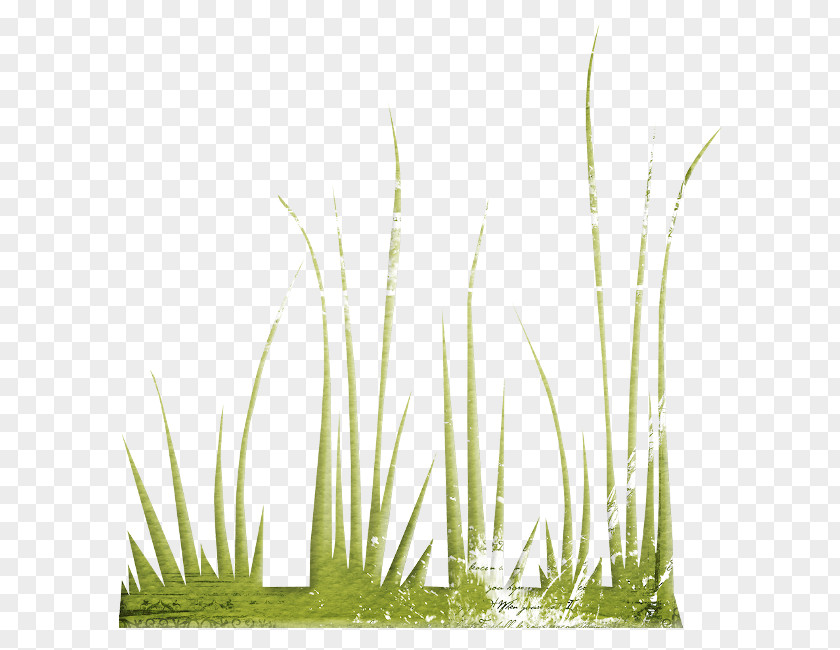 Plant Vetiver Lawn Herbaceous PNG